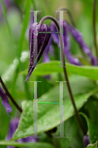 Picture of Clematis integrifolia 