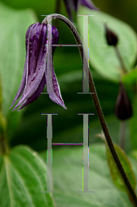 Picture of Clematis integrifolia 