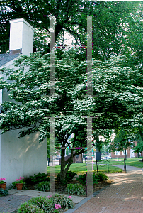 Picture of Cornus kousa 