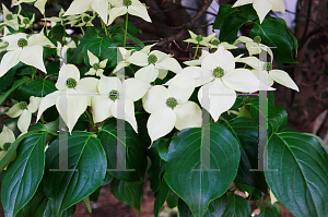 Picture of Cornus kousa 