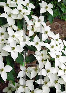 Picture of Cornus kousa 