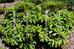 Picture of Daphniphyllum humile 