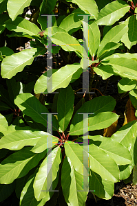 Picture of Daphniphyllum humile 