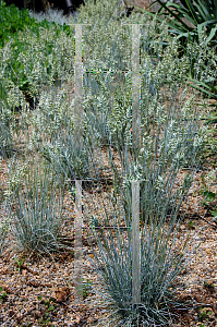 Picture of Festuca glauca 'Elijah Blue'