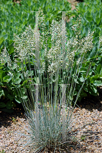 Picture of Festuca glauca 'Elijah Blue'