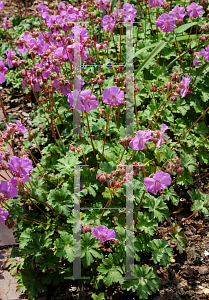 Picture of Geranium x cantabrigiense 'Biokovo Karmina'