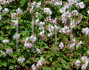 Picture of Geranium x cantabrigiense 'Biokovo'