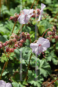 Picture of Geranium x cantabrigiense 'Biokovo'