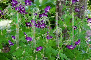 Picture of Geranium phaeum 'Lily Lovell'