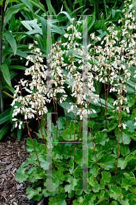 Picture of Heuchera sanguinea 'June Bride'