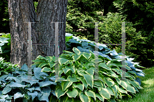 Picture of Hosta  