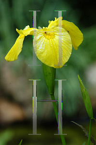 Picture of Iris pseudacorus 