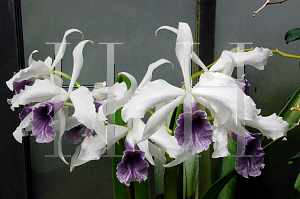 Picture of Laelia purpurata var. werkhauserii 'Werkhauserii'