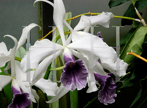 Picture of Laelia purpurata var. werkhauserii 'Werkhauserii'