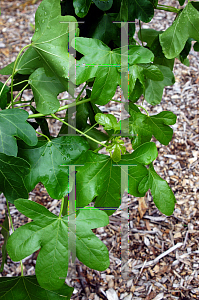 Picture of Liquidambar styraciflua 'Rotundiloba'