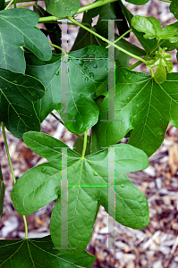 Picture of Liquidambar styraciflua 'Rotundiloba'