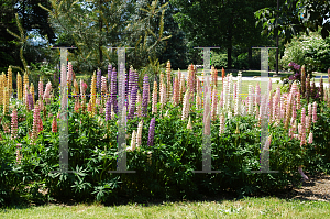 Picture of Lupinus polyphyllus 'Russell Hybrid'