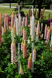 Picture of Lupinus polyphyllus 'Russell Hybrid'