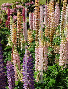 Picture of Lupinus polyphyllus 'Russell Hybrid'