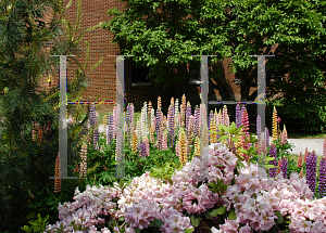 Picture of Lupinus polyphyllus 'Russell Hybrid'