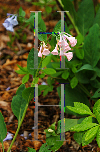 Picture of Mertensia virginica 