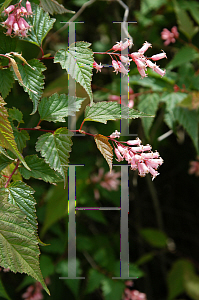 Picture of Neillia sinensis 