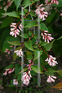 Picture of Neillia sinensis 