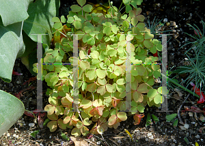 Picture of Oxalis vulcanicola 'Copper Glow'