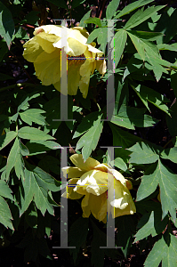 Picture of Paeonia suffruticosa 'Roman Gold'