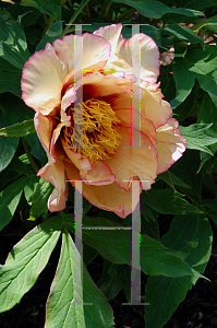 Picture of Paeonia suffruticosa 'Spring Carnival'