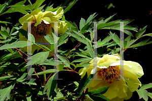 Picture of Paeonia suffruticosa 'Roman Gold'