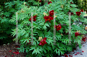 Picture of Paeonia suffruticosa 'Thunderbolt'