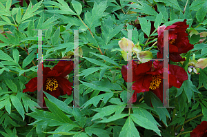 Picture of Paeonia suffruticosa 'Thunderbolt'