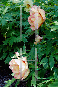 Picture of Paeonia suffruticosa 'Spring Carnival'