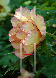 Picture of Paeonia suffruticosa 'Spring Carnival'