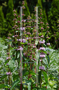 Picture of Phlomis cashmeriana 