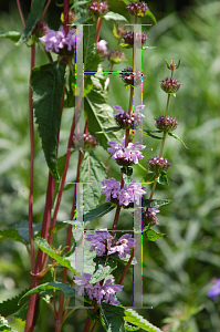 Picture of Phlomis cashmeriana 