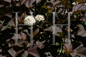 Picture of Physocarpus opulifolius 'Monlo(Diabolo)'