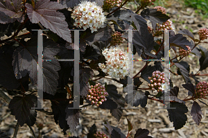 Picture of Physocarpus opulifolius 'Monlo(Diabolo)'