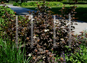 Picture of Physocarpus opulifolius 'Purple'