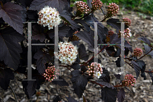 Picture of Physocarpus opulifolius 'Monlo(Diabolo)'