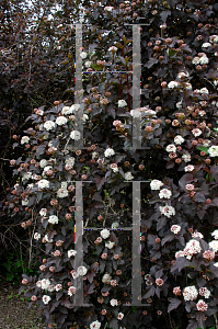 Picture of Physocarpus opulifolius 'Monlo(Diabolo)'