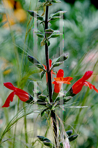 Picture of Salvia blepharophylla 