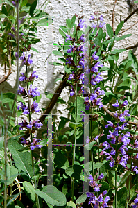 Picture of Salvia officinalis 