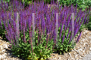 Picture of Salvia nemorosa 'East Friesland'