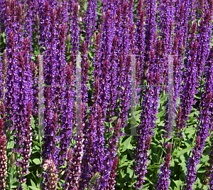 Picture of Salvia nemorosa 'East Friesland'