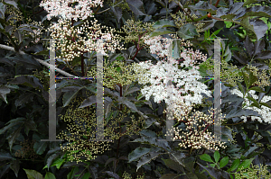 Picture of Sambucus nigra 'Purple'