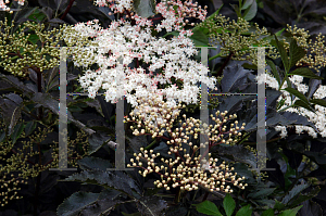 Picture of Sambucus nigra 'Purple'