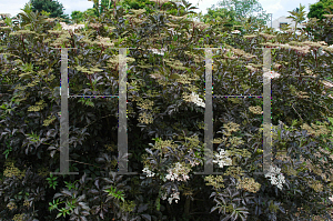 Picture of Sambucus nigra 'Purple'