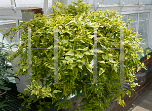 Picture of Solanum jasminoides 'Variegata'